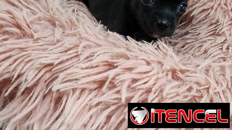 SHIHUAHUAS MINI CABEZA DE MANZANA,hembras,en 300 USD o equivalente,TENGO MENSAJERÍA,tienen 40 días y están desparacitada