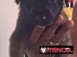 PASTOR MALINOIS,ambos sexos,en 150 USD o equivalente(ACEPTO TRANSFERENCIA)TENGO MENSAJERÍA,de 35 días y desparacitados