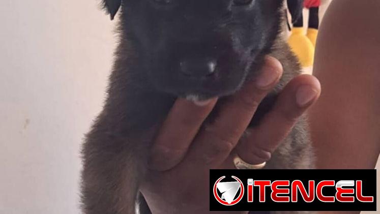 PASTOR MALINOIS,ambos sexos,en 150 USD o equivalente(ACEPTO TRANSFERENCIA)TENGO MENSAJERÍA,de 35 días y desparacitados
