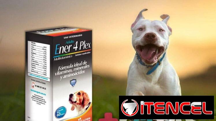Vitaminas para perros