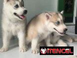 Husky siberiano