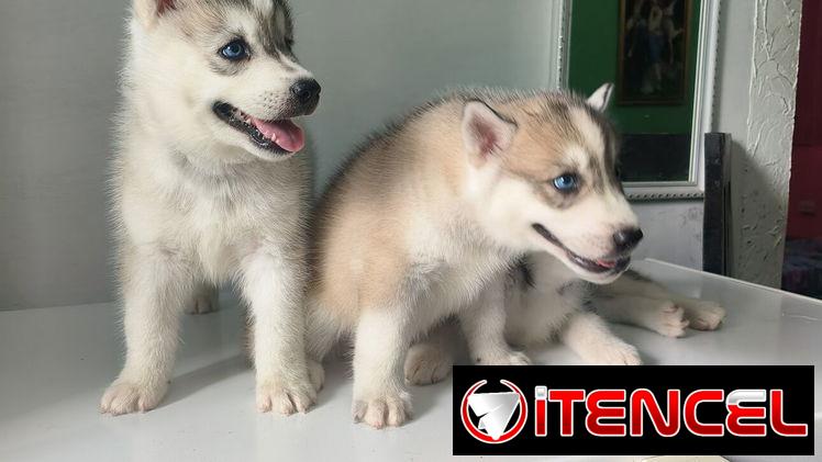 Husky siberiano