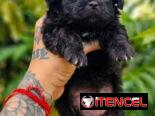 SPANIEL TIBETANO  (Cachorros)♀️♂️