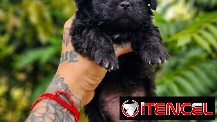 SPANIEL TIBETANO  (Cachorros)♀️♂️