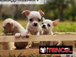 Chihuahuas Blancos 🤍