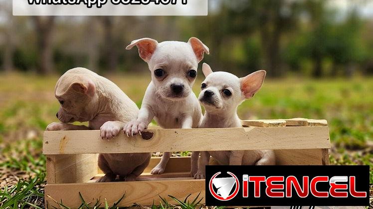 Chihuahuas Blancos 🤍