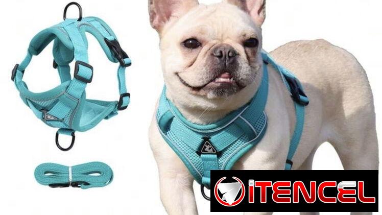 Artículos para perros
