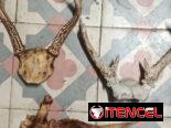 Frontines de Venado
