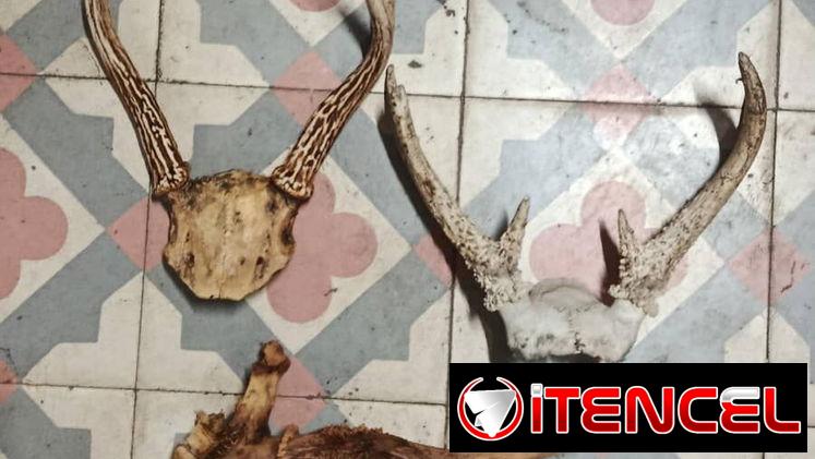 Frontines de Venado