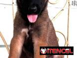 😍 HERMOSO CACHORRO PASTOR BELGA MALINOIS 😍