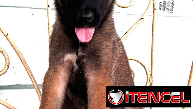😍 HERMOSO CACHORRO PASTOR BELGA MALINOIS 😍