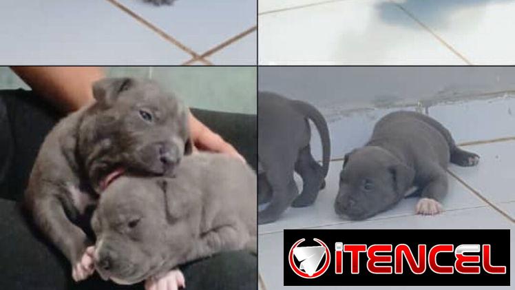 Cachorros pitbull
