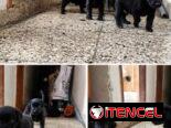 Perros ,Labradore