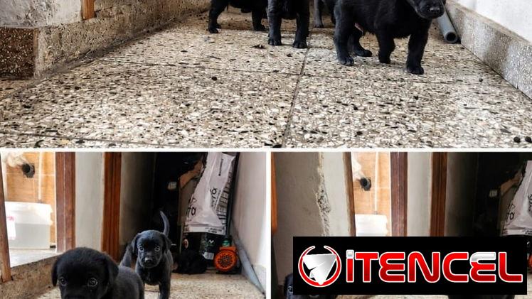 Perros ,Labradore