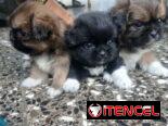 Lindos cachorros Pekines