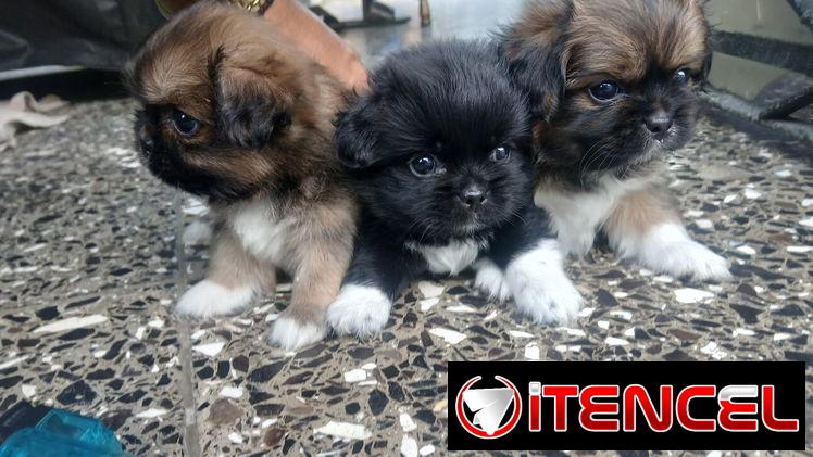 Lindos cachorros Pekines