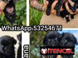 SPANIEL TIBETANO  (Cachorros)♀️♂️