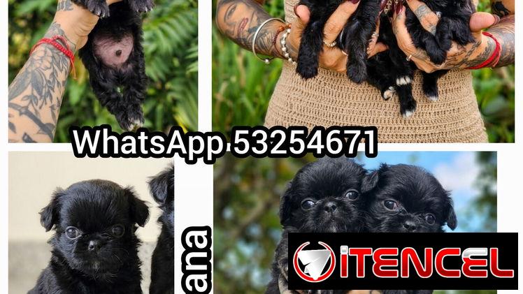 SPANIEL TIBETANO  (Cachorros)♀️♂️