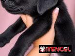 Cachorros de labrador negro