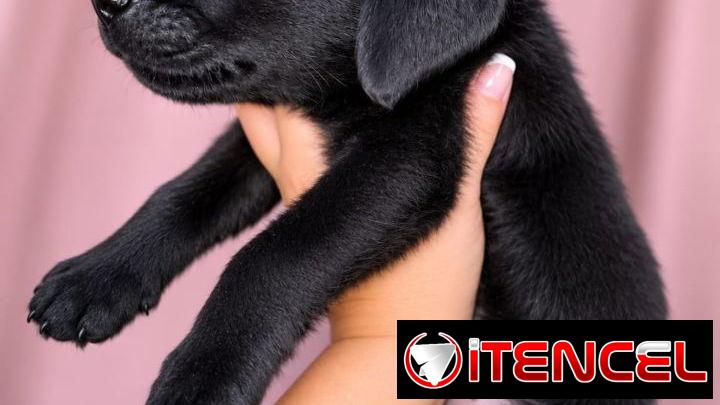 Cachorros de labrador negro