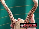 Frontines de Venado