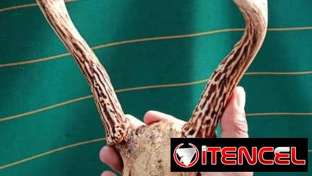 Frontines de Venado
