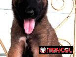 😍 HERMOSO CACHORRO PASTOR BELGA MALINOIS 😍