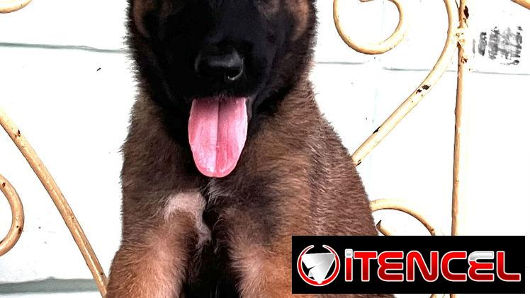 😍 HERMOSO CACHORRO PASTOR BELGA MALINOIS 😍