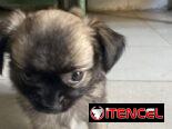 Pequine ligado con chiwawa