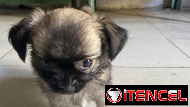 Pequine ligado con chiwawa