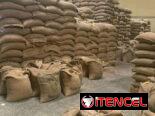 Café arábica AA (tamaño 16-18): por tonelada métrica CIF