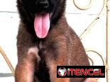 😍 HERMOSO CACHORRO PASTOR BELGA MALINOIS 😍
