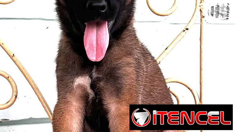 😍 HERMOSO CACHORRO PASTOR BELGA MALINOIS 😍