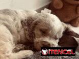 Cocker spaniel inglés