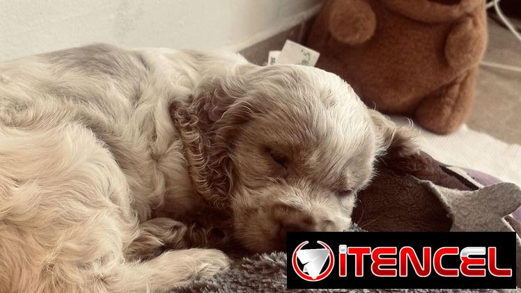 Cocker spaniel inglés