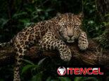 Cuadros
