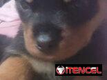 ROTTWEILER,ambos sexos,en 550 USD o equivalente,TENGO MENSAJERÍA,tienen 55 días y ESTÁN VACUNADOS,madre CON PEDIGRI
