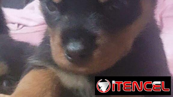 ROTTWEILER,ambos sexos,en 550 USD o equivalente,TENGO MENSAJERÍA,tienen 55 días y ESTÁN VACUNADOS,madre CON PEDIGRI