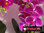 Orquídea artificial en su maceta 🌺