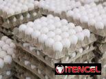 Huevos blancos grandes