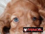 Vendo cachorros de Cocker Spaniel