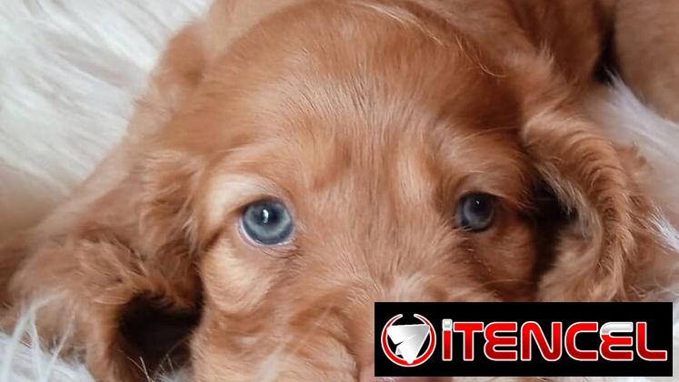 Vendo cachorros de Cocker Spaniel