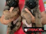 Pastor belga malinois