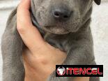 Cachorros de Pitbull Blue