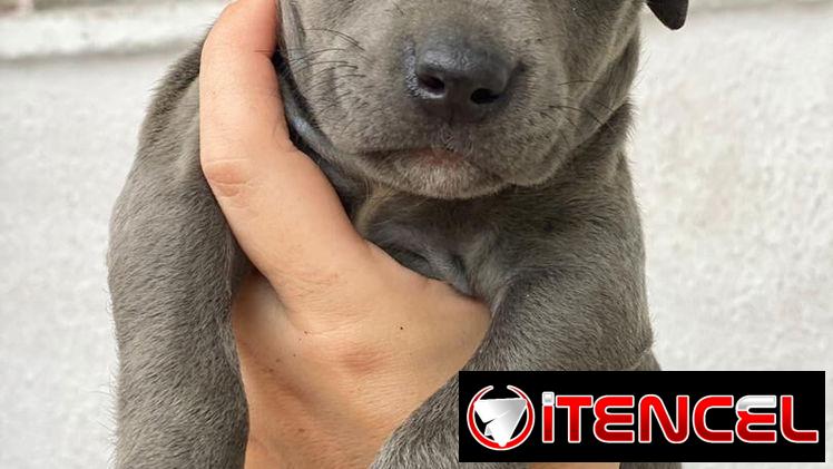 Cachorros de Pitbull Blue