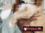 ❤️ HERMOSAS CACHORRAS COCKER SPANIELS ❤️