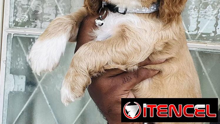 ❤️ HERMOSAS CACHORRAS COCKER SPANIELS ❤️