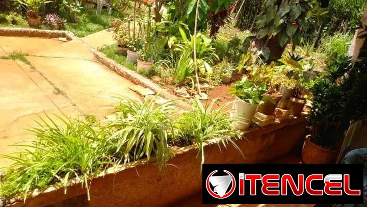 Casa con finquita y árboles frutales