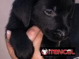 Cachorros de labrador negro
