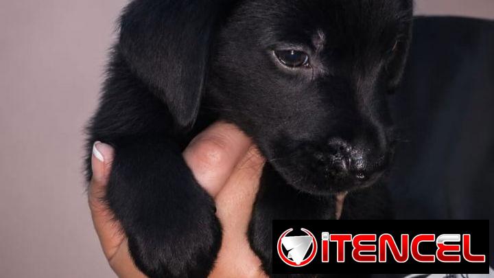 Cachorros de labrador negro